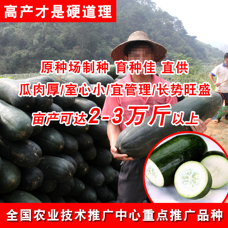 广东大黑皮冬瓜种子农田菜园基地大冬瓜60斤大瓜蔬菜种子