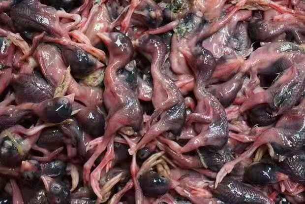滨州 脱毛小鹌鹑