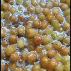 沧县蜜枣 自产自销