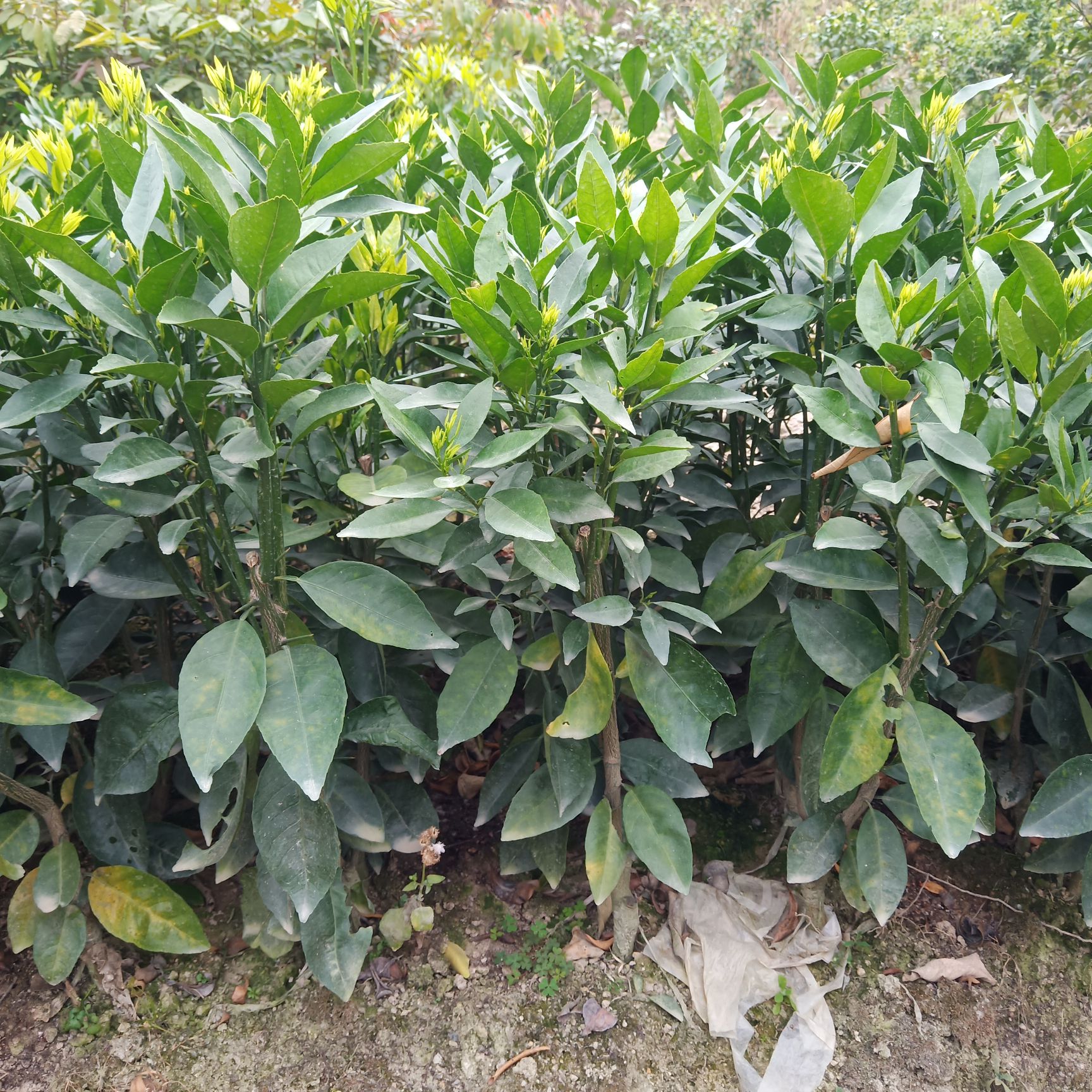 皇帝柑苗沃柑苗新会柑苗嫁接苗