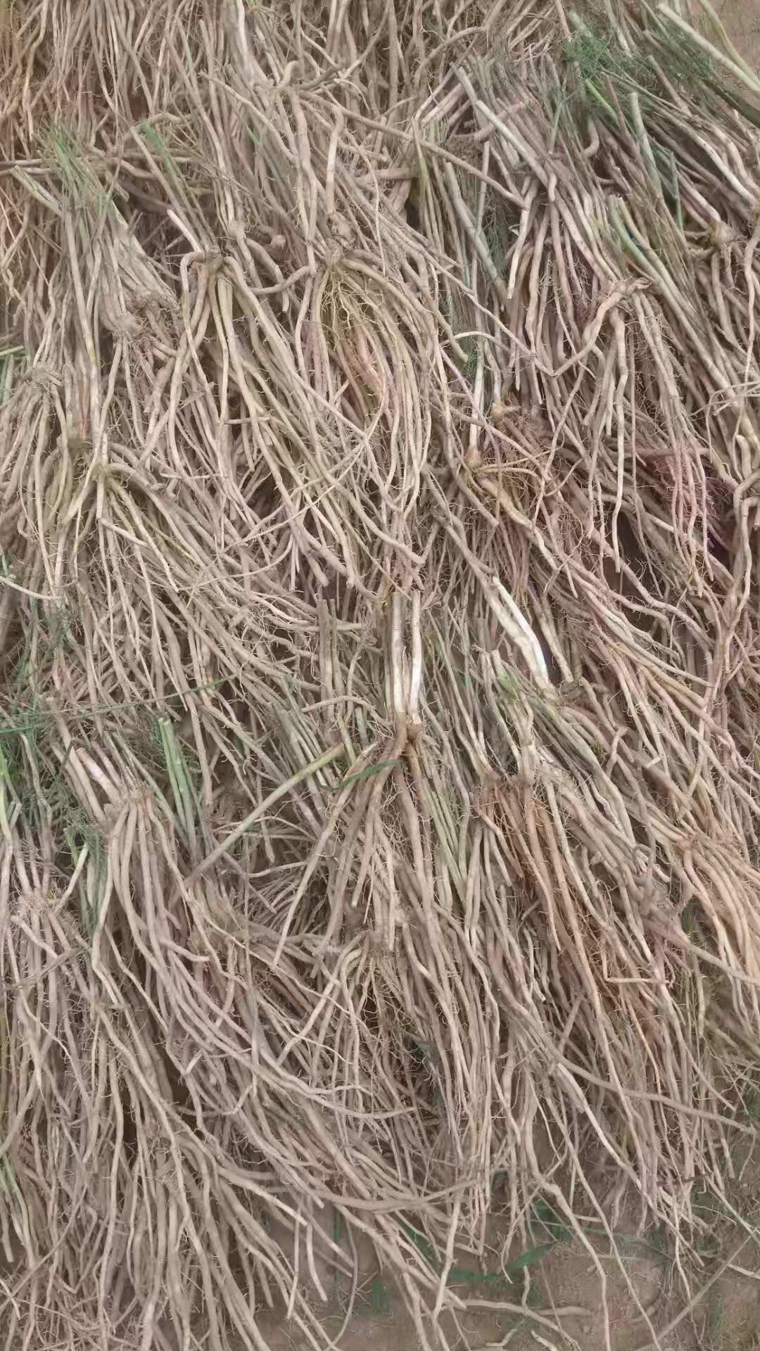 三年芦笋苗芦笋根