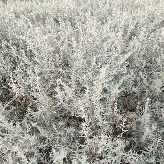 民勤县四翅滨藜种子 四翅滨藜为半干旱地区的典型植物，适应的土壤条件和气候范围很广