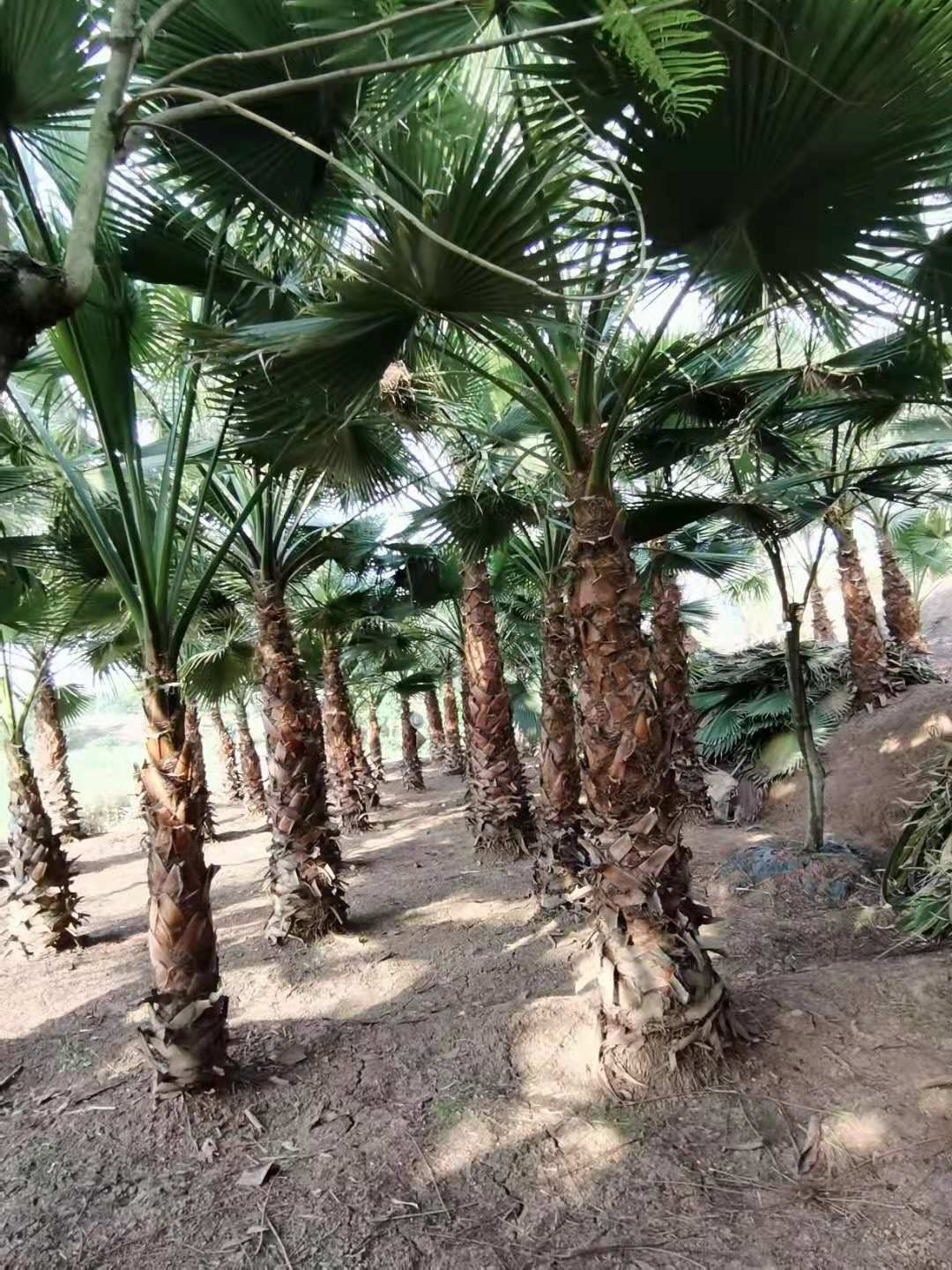 老人葵  精品蒲葵