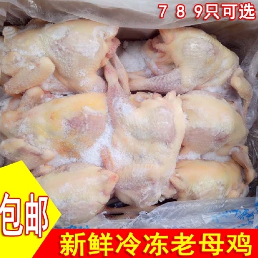 峨眉山市生鲜农家散养土鸡整鸡批 酒店餐饮鸡肉食材 蒸鸡煲鸡食材