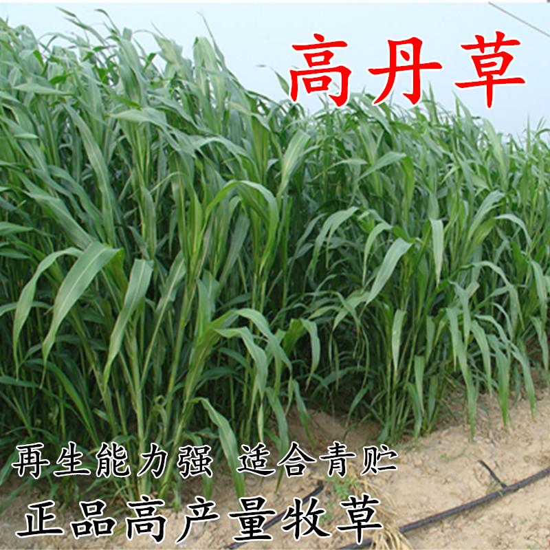 苏丹草种子  墨西哥玉米草种  高丹草种  菊苣草种等大量现货