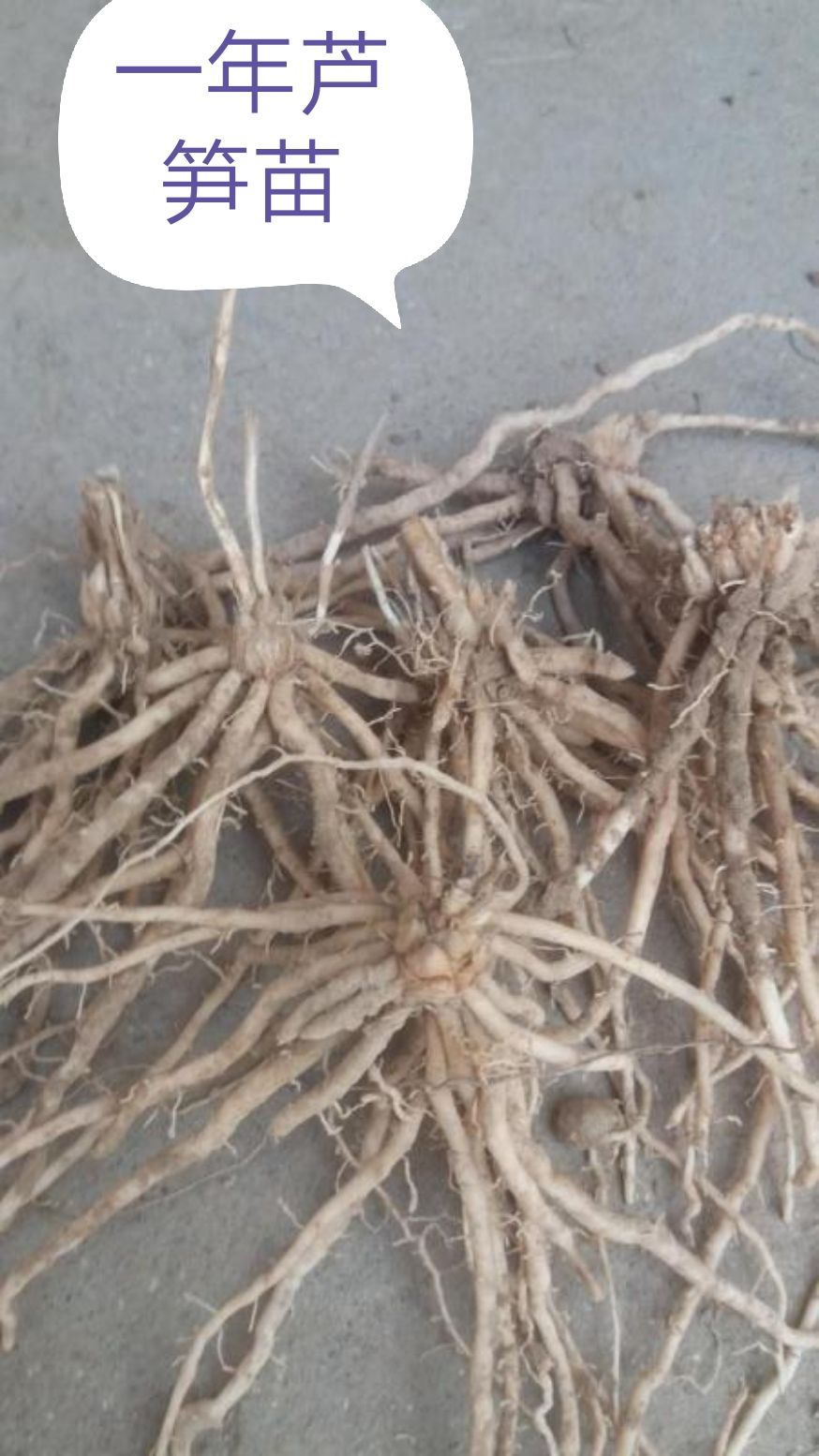 三年芦笋苗芦笋根