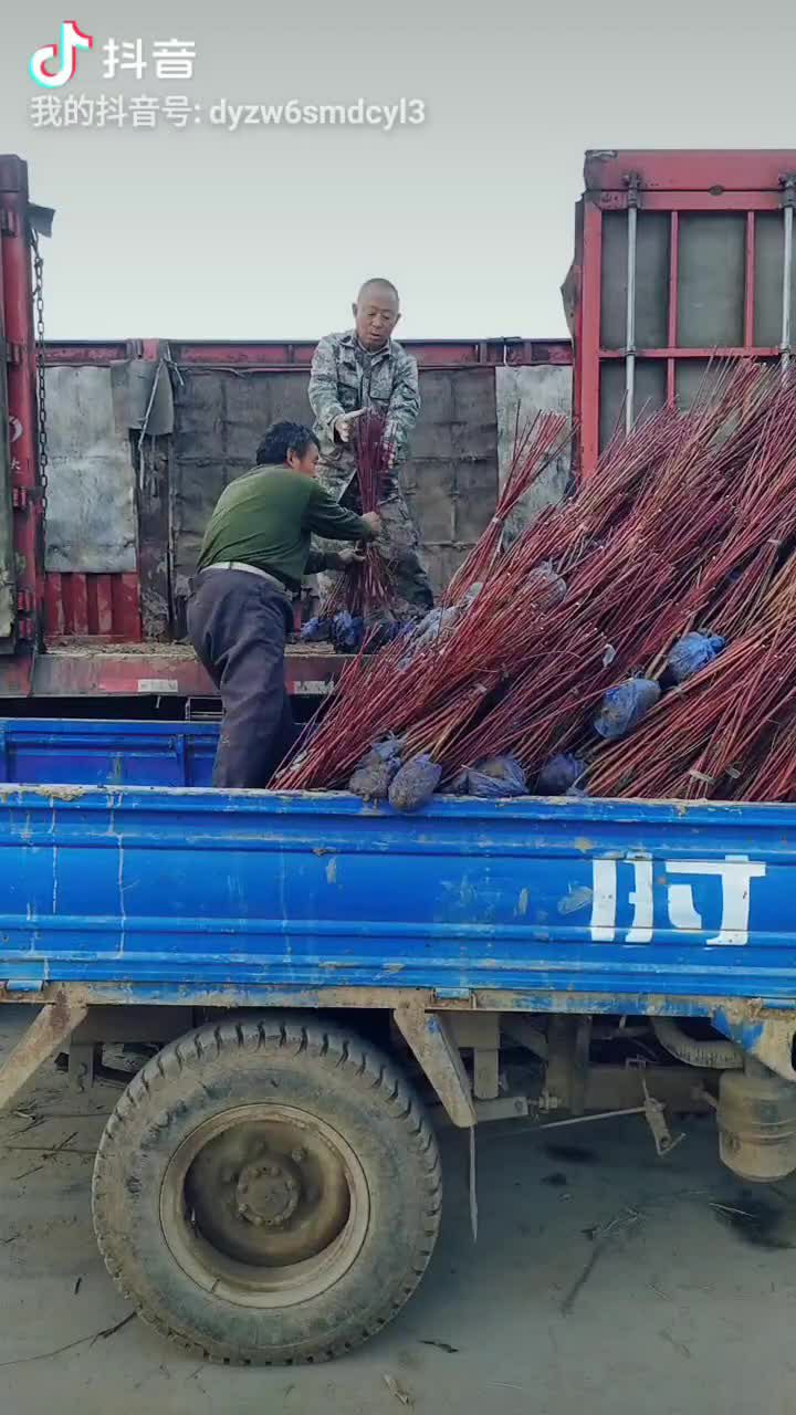 红瑞木 丛生红瑞木4个分枝以上，高度80~1.5米