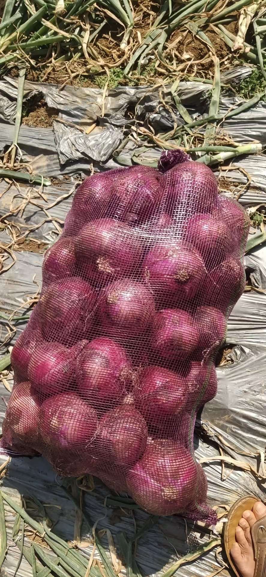 紅皮洋蔥  河南產地新洋蔥