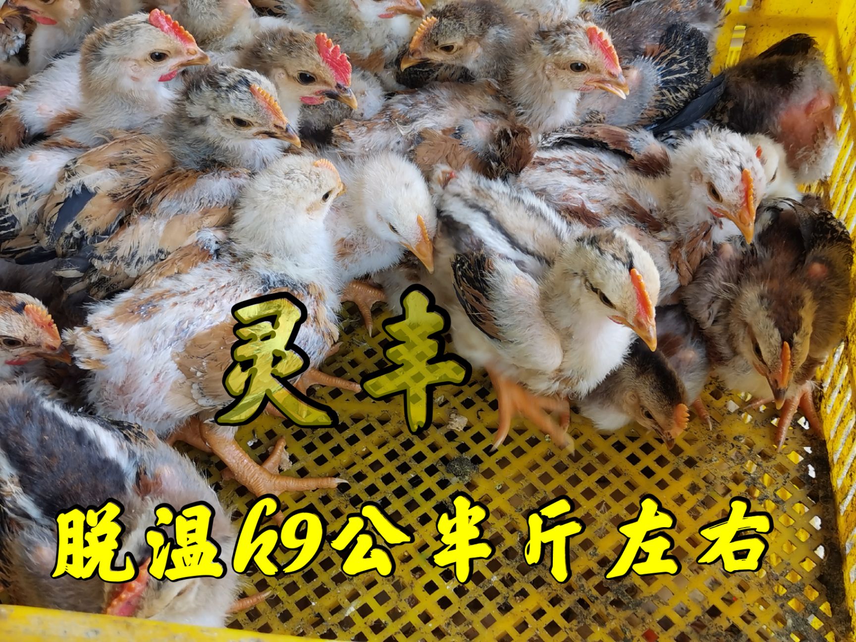 （10只起发）脱温麻鸭，脱温k9青脚麻、贵妃鸡`珍珠鸡卢花鸡