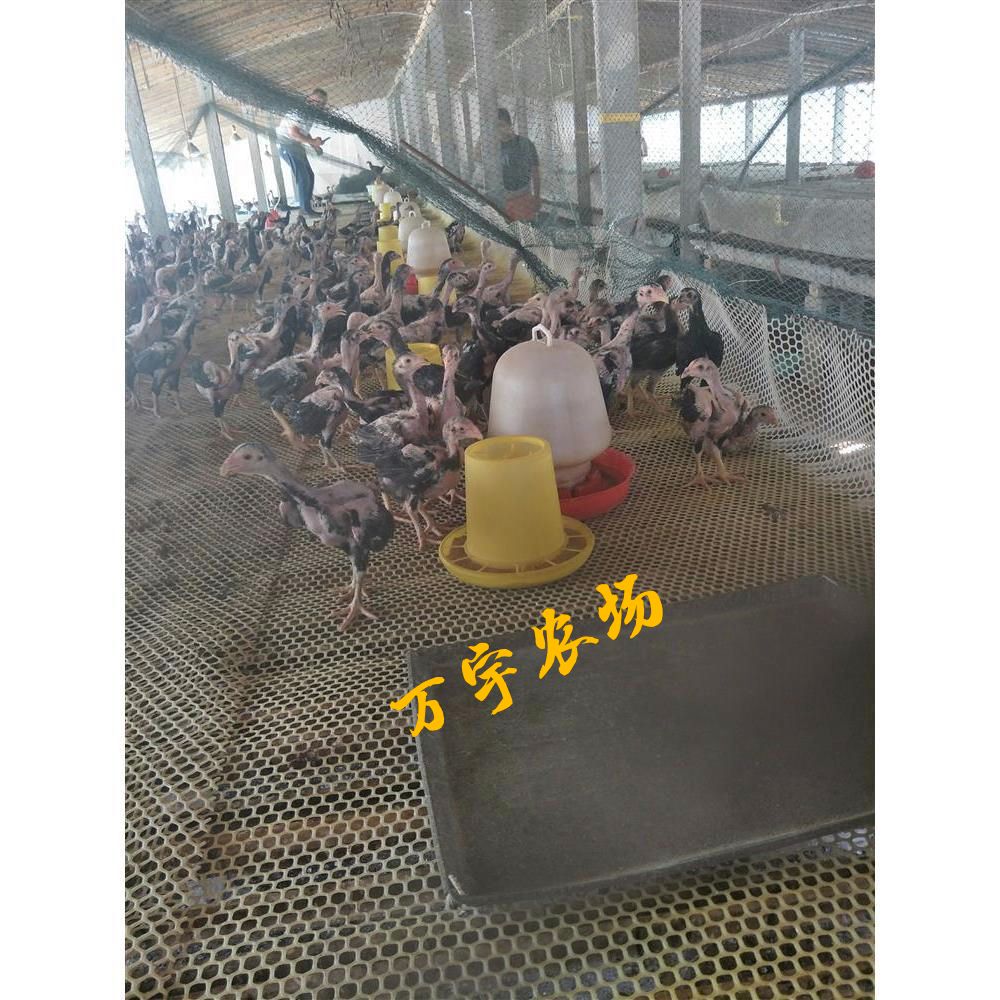 农场直供斗鸡鸡苗，青年斗鸡成年斗鸡，斗鸡种蛋