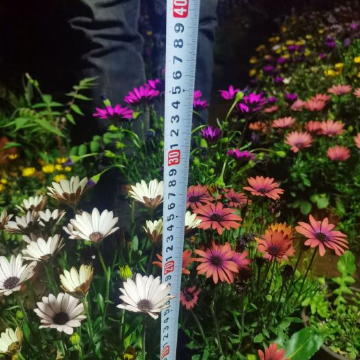 宜良县万寿菊苗  南非万寿菊，自产自销，质量好，多色，欢迎广大客户订购