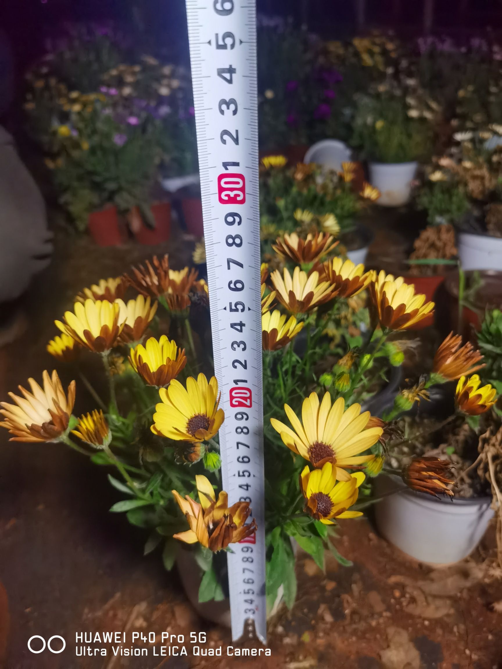 万寿菊苗  南非万寿菊，自产自销，质量好，多色，欢迎广大客户订购