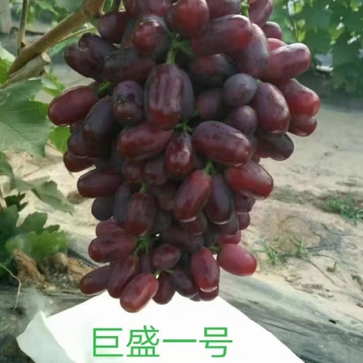 兴城市巨盛一号葡萄苗嫁接苗