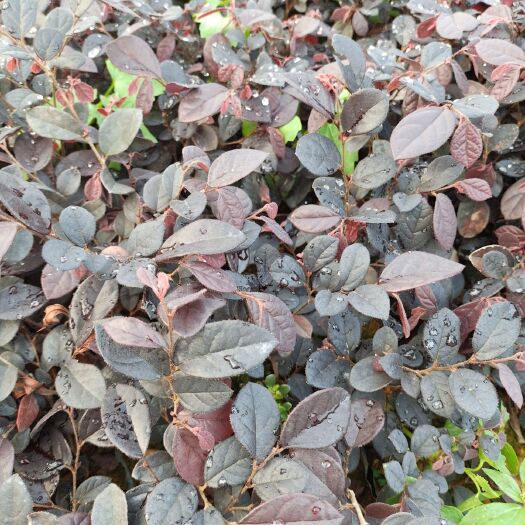 东莞市黑珍珠红继木 