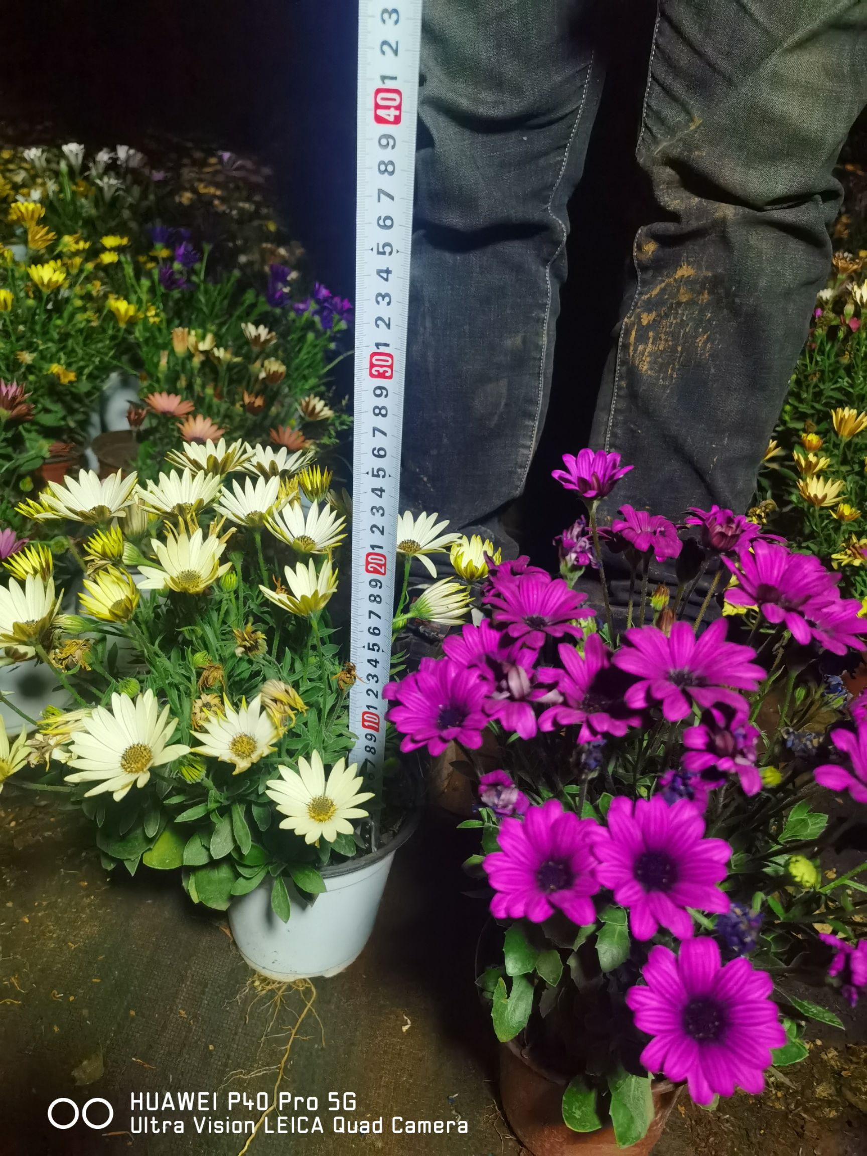 万寿菊苗  南非万寿菊，自产自销，质量好，多色，欢迎广大客户订购