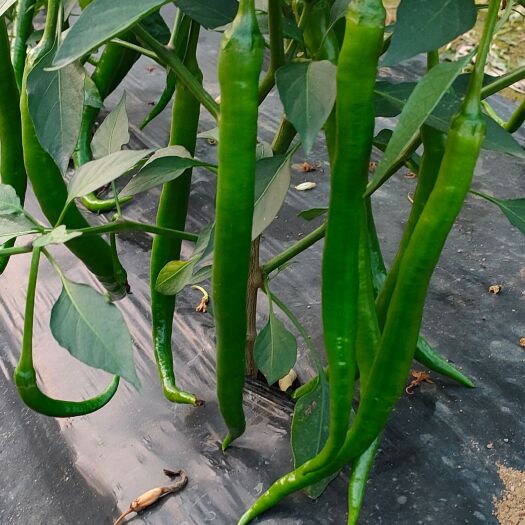 钦州 新鲜辣椒大量上市