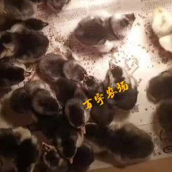 农场直供斗鸡鸡苗，青年斗鸡成年斗鸡，斗鸡种蛋