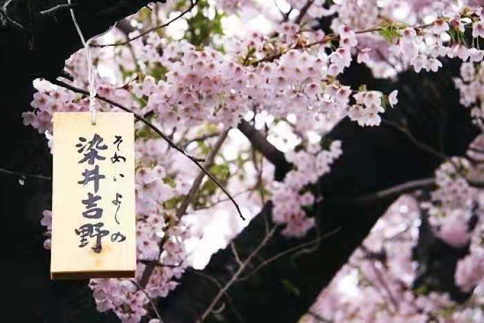 染井吉樱  企业直销 庭院绿化 优质嫁接苗 现挖保湿发货