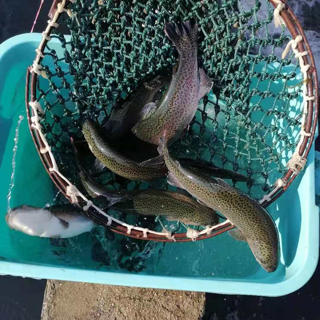  虹鳟鱼.