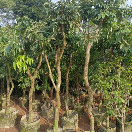 普宁市妃子笑荔枝苗 荔枝8-20公分地径