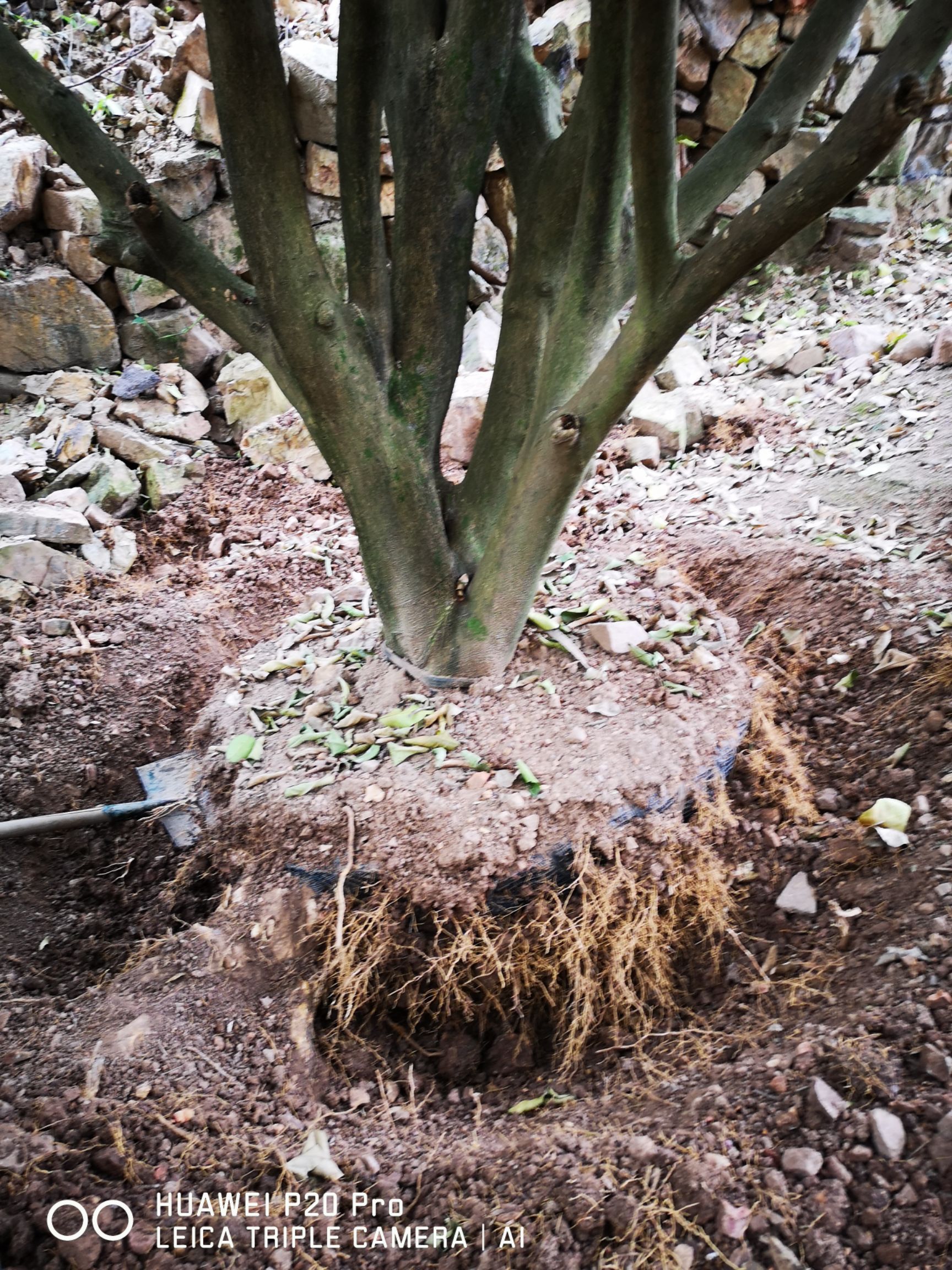 沙田柚苗  桂林沙田柚精品树