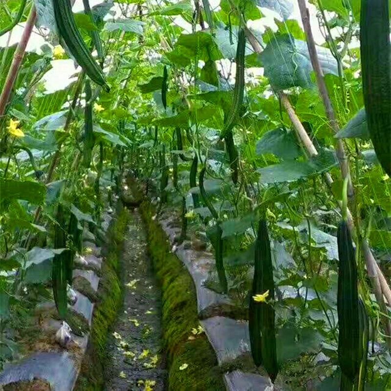 爬藤网粗六股黄瓜苦瓜丝瓜豆角网种植攀爬网吊瓜网农业用网