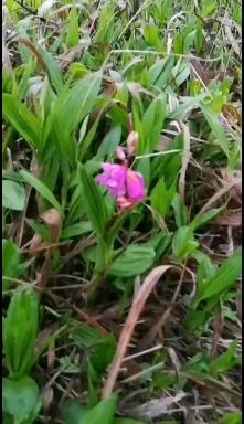 包回收     包技术      紫花三叉白及苗  价格美