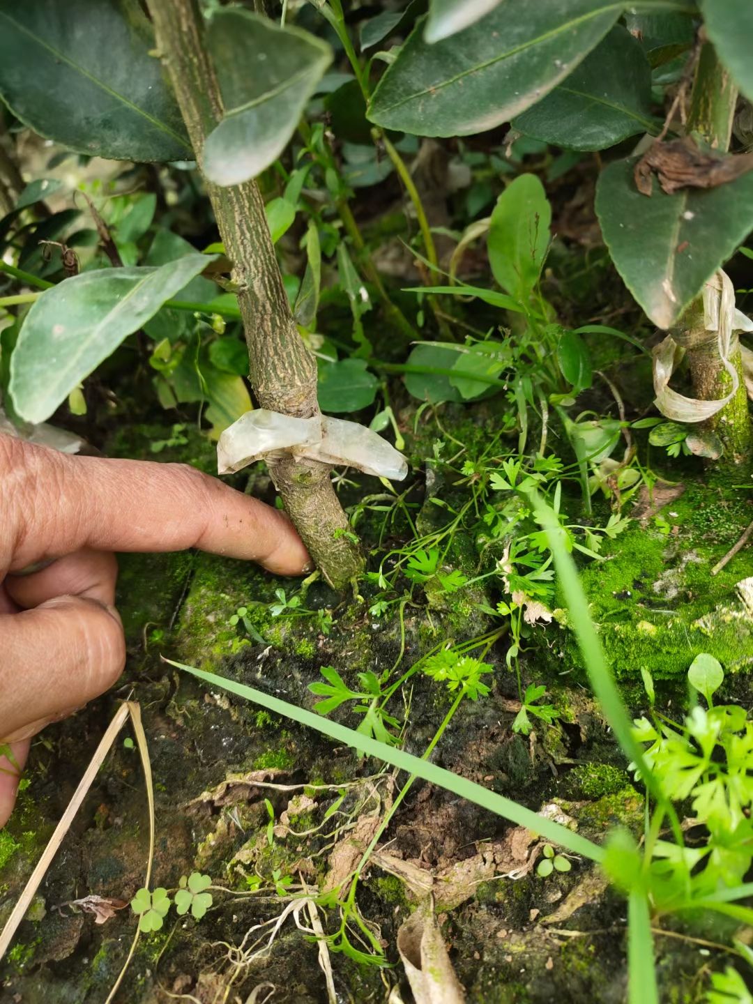 不知火苗  不知火（丑柑）品种保证，基地直销，保证质量，