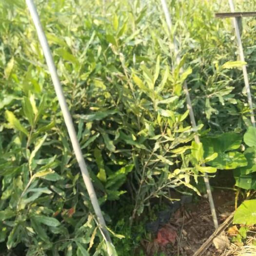 昌宁县夏威夷果苗 澳洲坚果嫁接苗，根系发达，植株健壮，