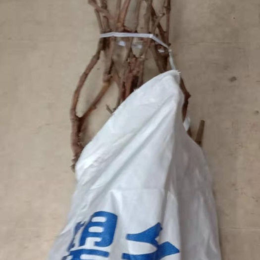 大连丛林玫瑰葡萄苗 玫瑰香葡萄树出售，5到10年生有需要联系不包邮