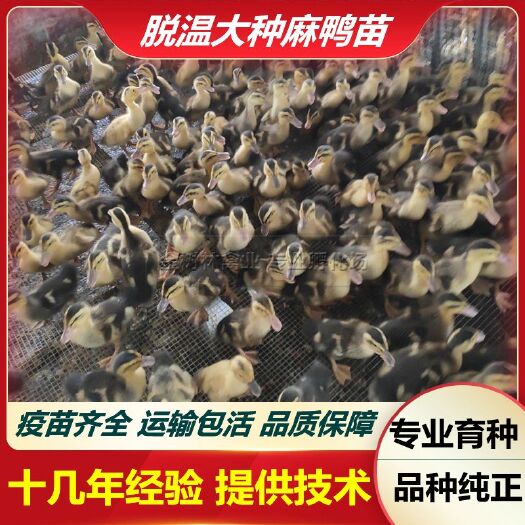 南宁脱温大种麻鸭苗青头鸭黑番鸭大白鸭桂柳鸭苗一点头骡鸭半番鸭苗