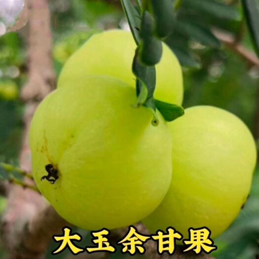 平南县供应大玉余甘果苗，专业培育优质果苗