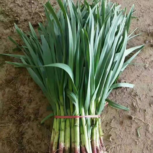 丰县大量供应红根蒜苗，蒜苔，菜花，包菜，