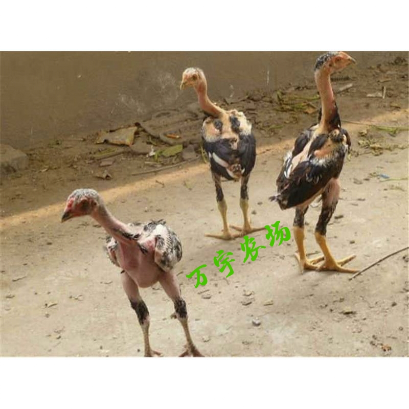 农场直供斗鸡鸡苗，青年斗鸡成年斗鸡，斗鸡种蛋