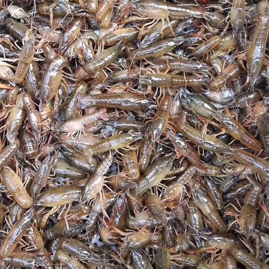 荆州小龙虾苗  虾苗大量上市批发价，货源充足，个头大质量保证，诚信第一