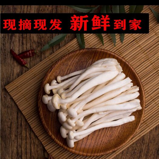 张掖海鲜菇  甘肃神农珍稀菇业有限公司