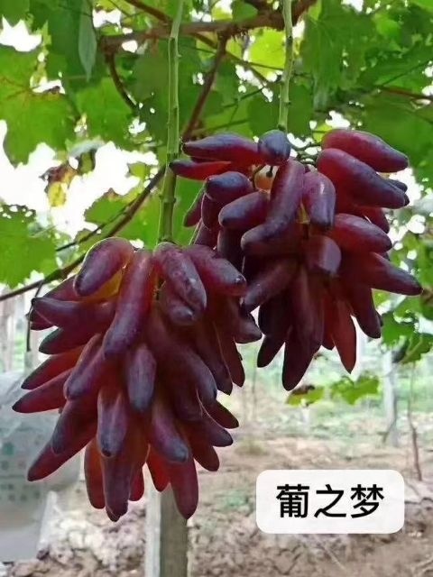葡之梦葡萄苗适合采摘