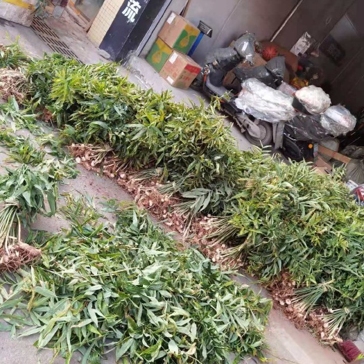 武胜县甜黄精 黄精种苗