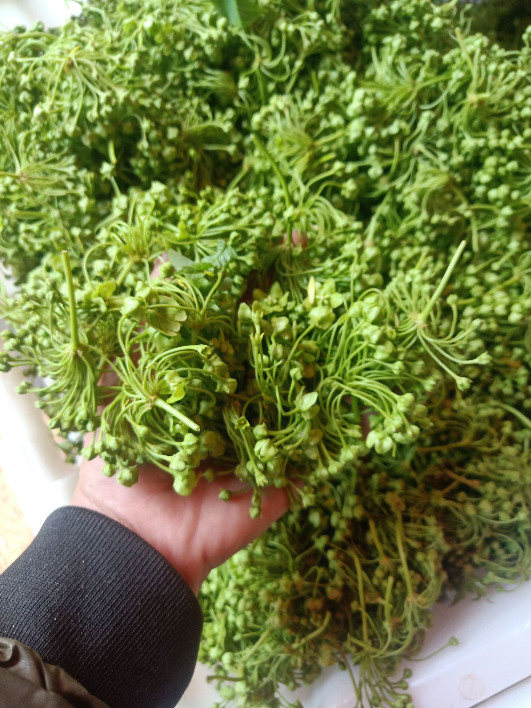 山野菜  云南普洱苦凉花、苦藤花_鲜货