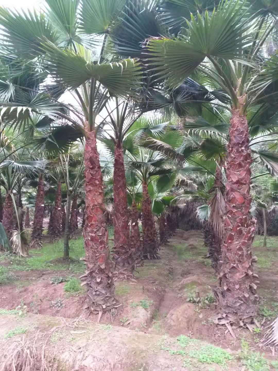 老人葵  精品蒲葵