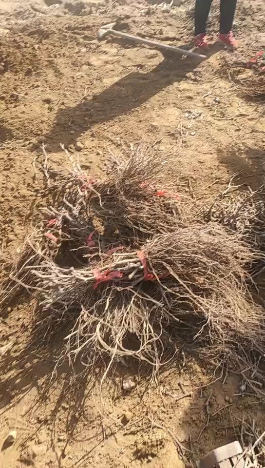 户太八号葡萄苗  河北户太8号葡萄苗保证品种成活率高