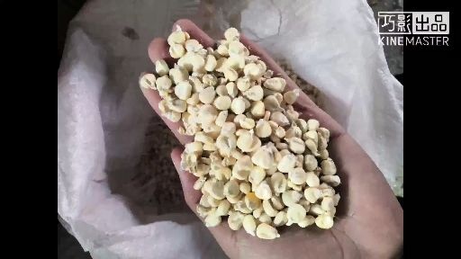 井陘縣 白糯玉米