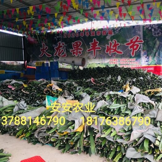 岑溪市四季红红心火龙果苗