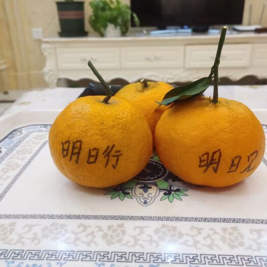 资阳明日行枝条，明日旺，品种保证质量，可签订合同，请放心购买