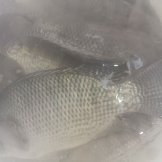 宁明县彩虹鲷 山区水库自养鱼，鱼龄10个月，一斤左右