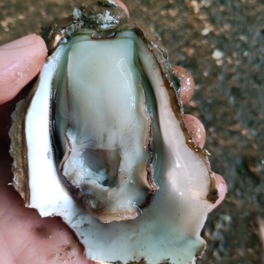 饶平县 汫洲生蚝，牡蛎产地批发