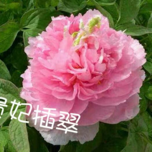 菏泽观赏牡丹  牡丹勺药精品，黑色绿色黄色。，品种齐全。