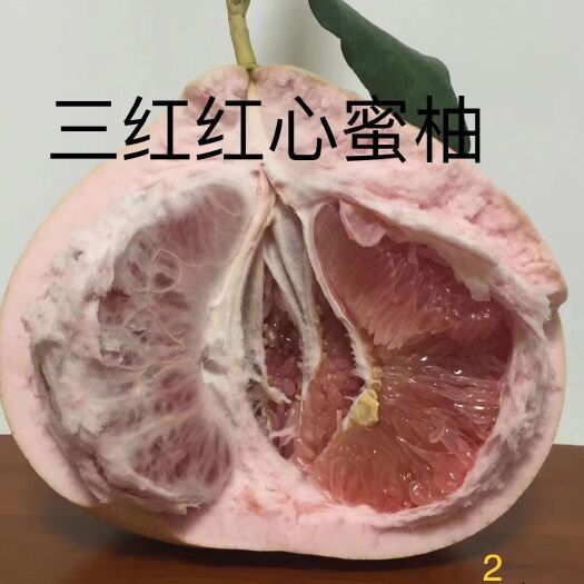 益阳三红蜜柚苗  供应三红蜜柚树直径1到10公分粗都有，湖南益阳货源