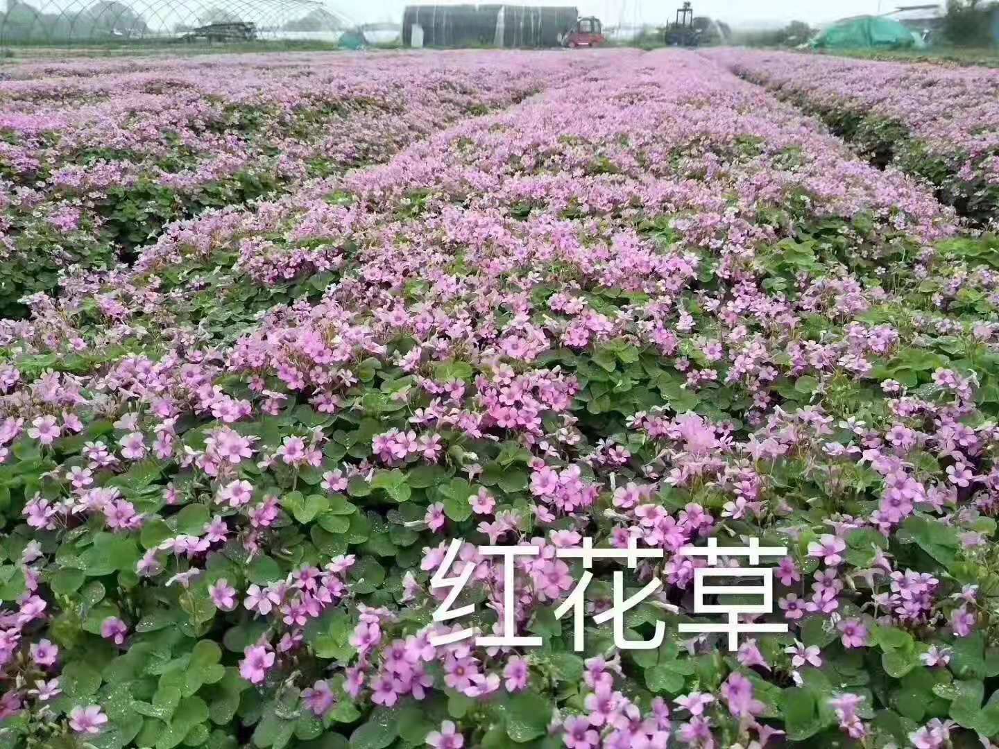  红花酢浆草种球工程绿化专用