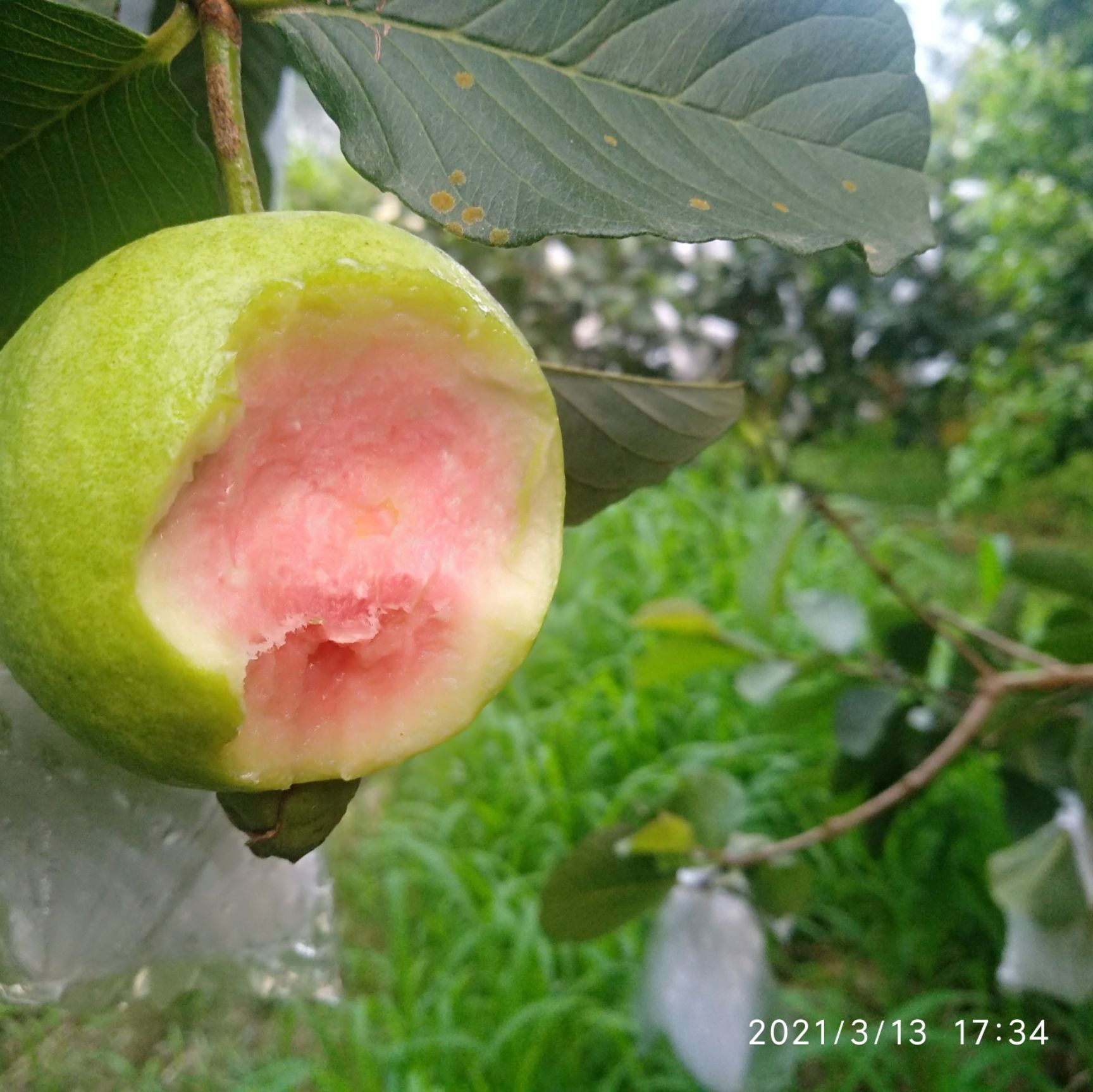 自家种的有机皮薄甜脆无核的红心番石榴